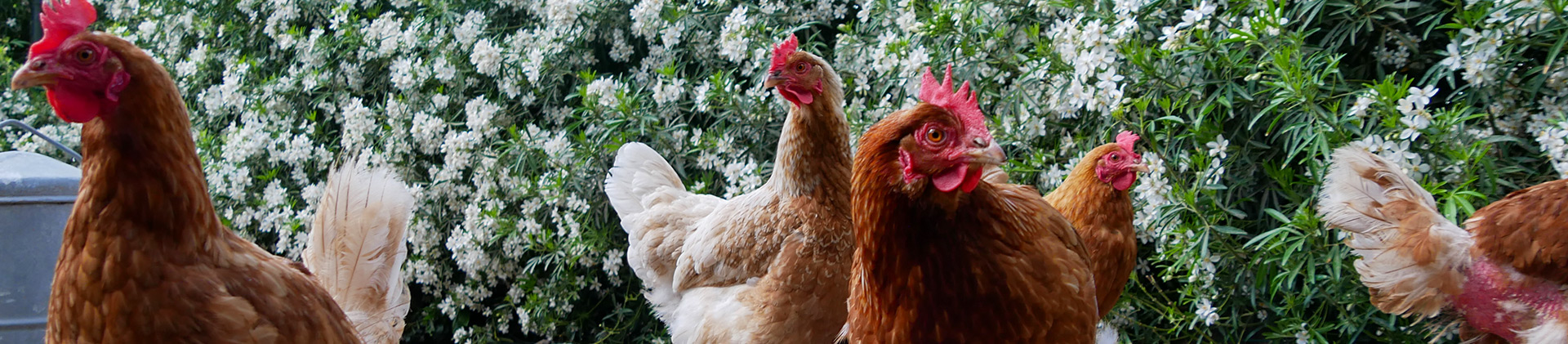 Footer foto met kippen