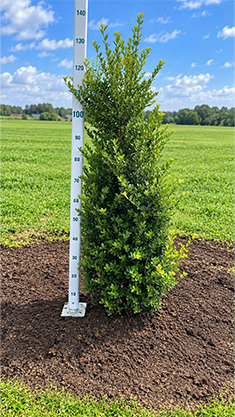 prunus l rotundifolia