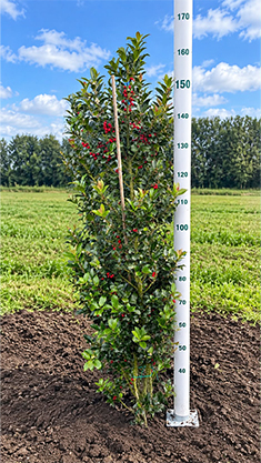 prunus l rotundifolia
