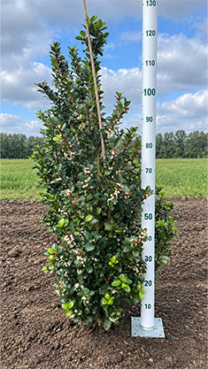 prunus l rotundifolia