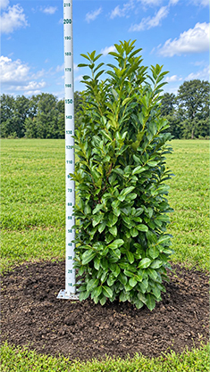 prunus l rotundifolia
