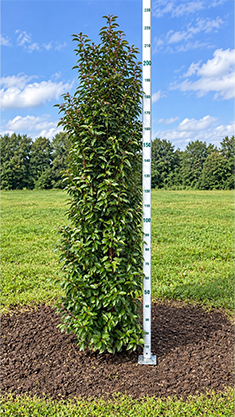 Prunus lusitanica Angustifolia